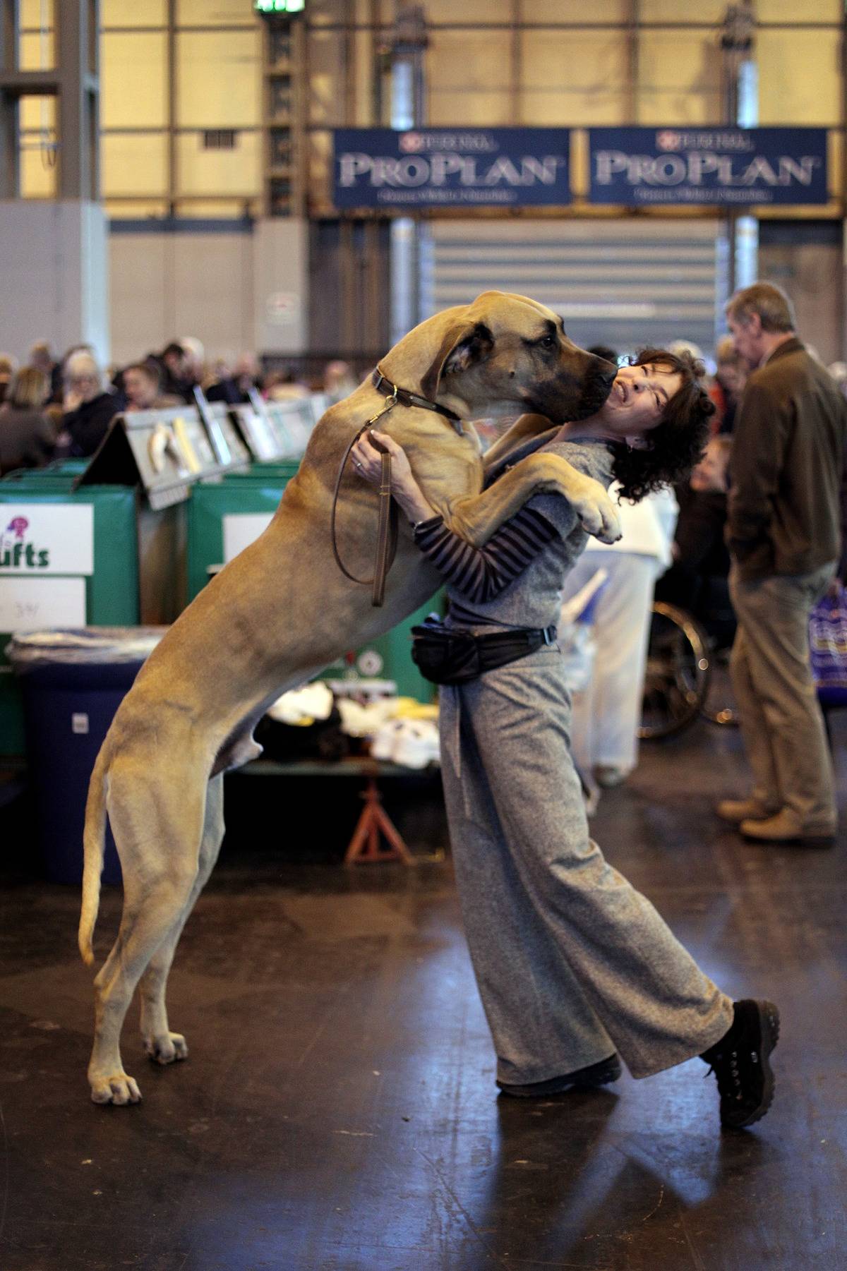Dogs And Owners Gather For 2010 Crufts Dog Show
