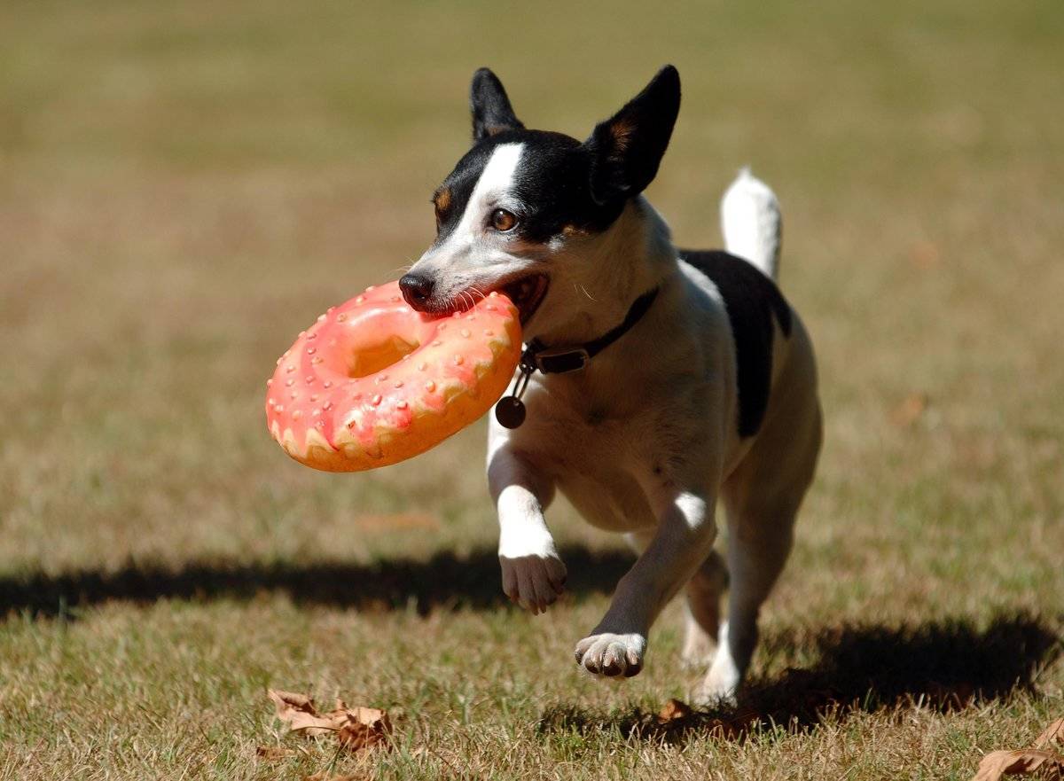Jack Russell terrier