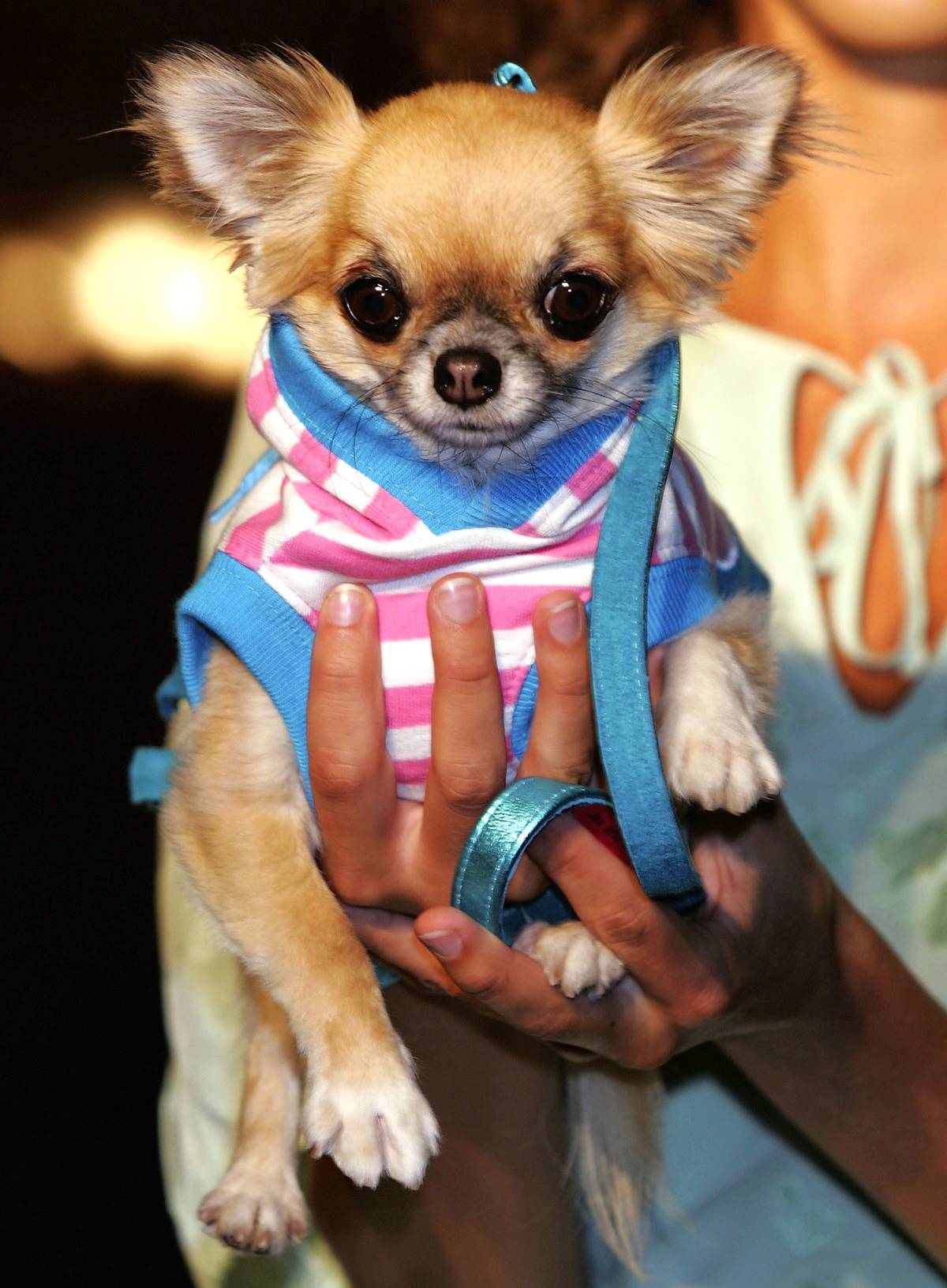 Pet-A-Porter - Fashion Show