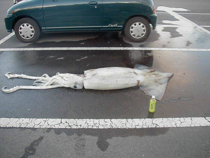 squid in parking spot for some reason
