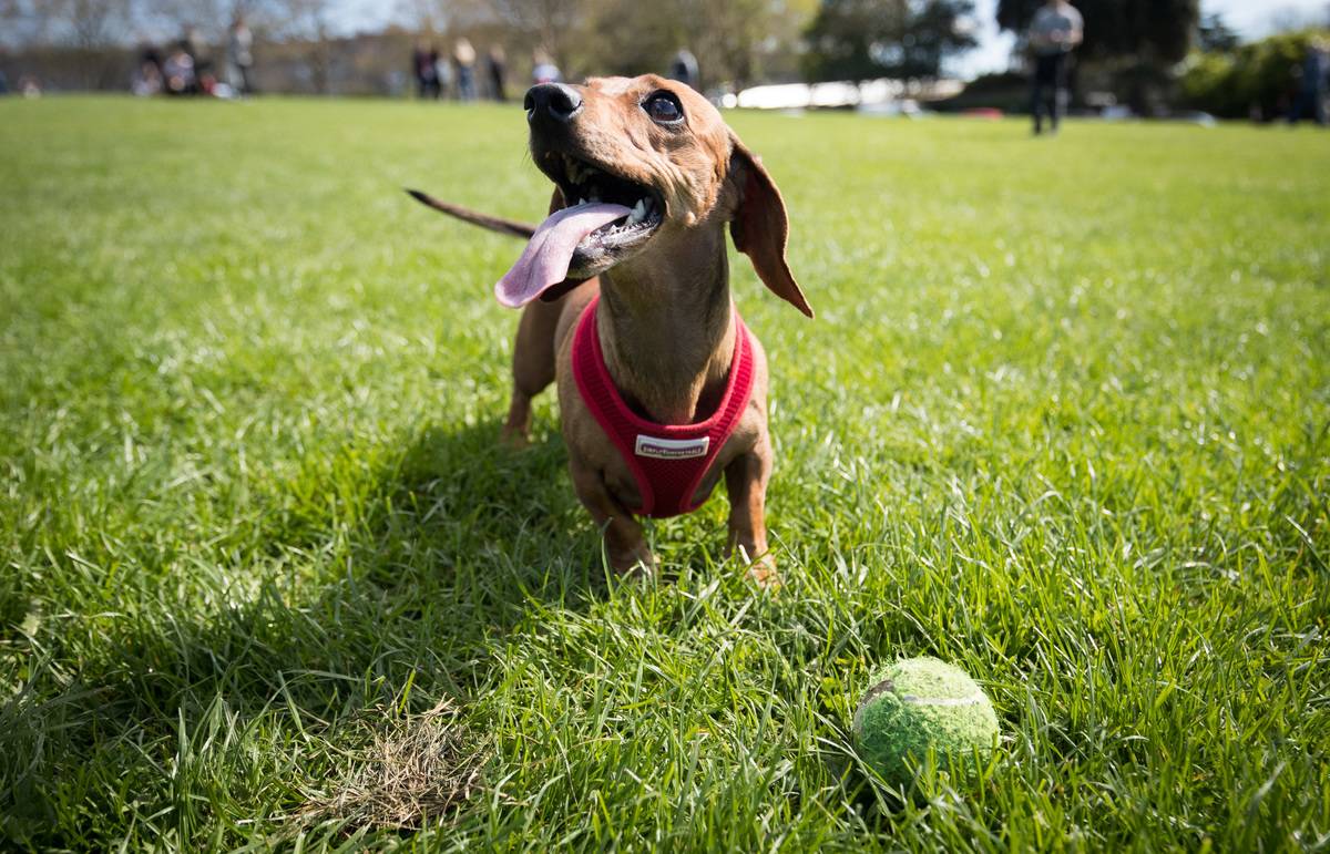 The Sausage Dog Club Meets For Its Annual Walk In Bath