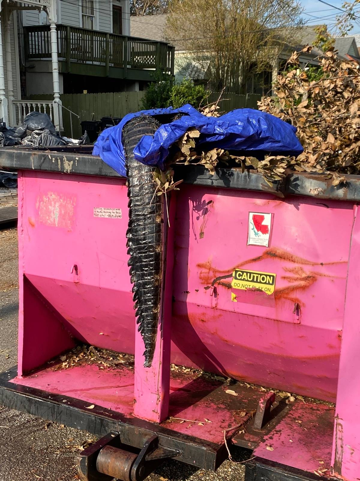Alligator hanging out of a pink dumpster. 