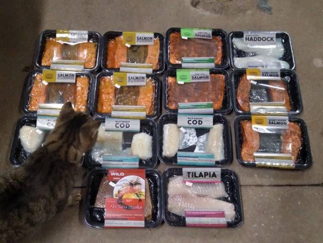 Shrink wrapped fish with a cat looking at them.