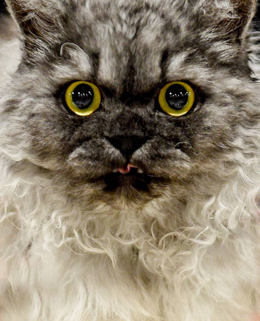 GettyImages-1046735144