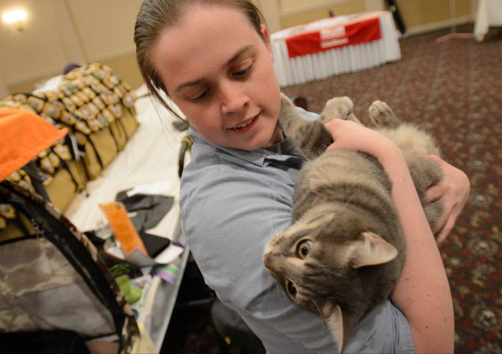 a girl holding an american bobtail cat