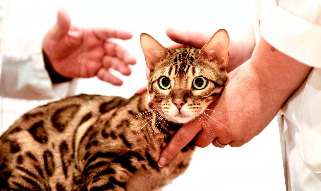 a bengal cat being held up
