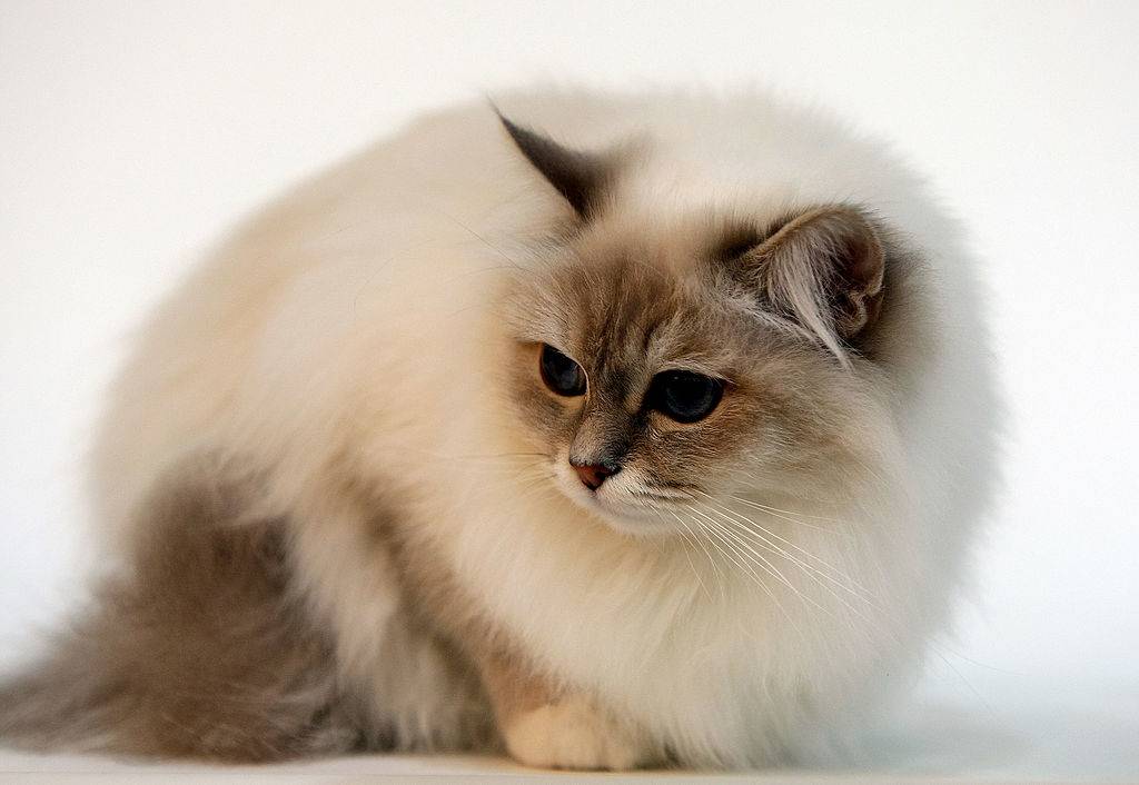 a birman cat sitting and looking to the side