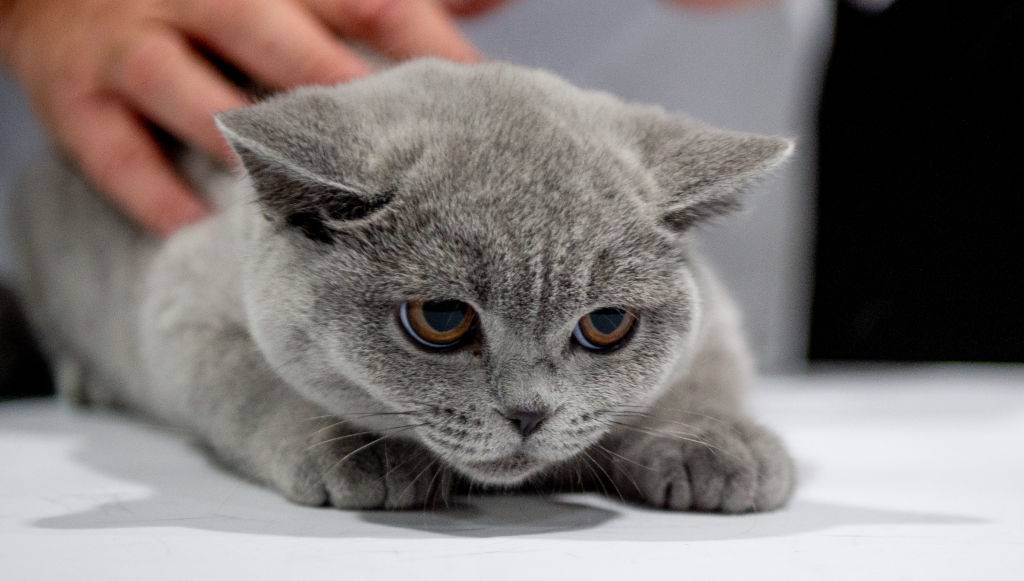 british shorthair cat being pet by a person
