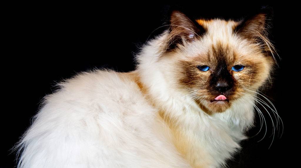 a burmese cat sticking its tongue out