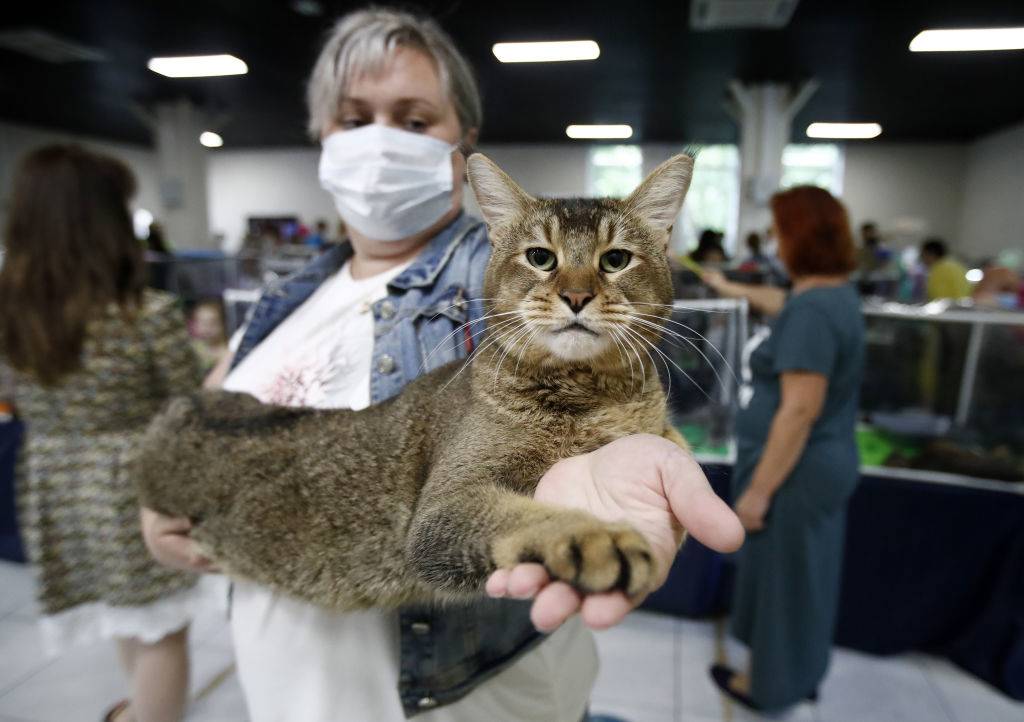a woman holding up her chausie cat