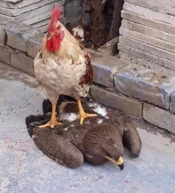 chicken on eagle for some reason