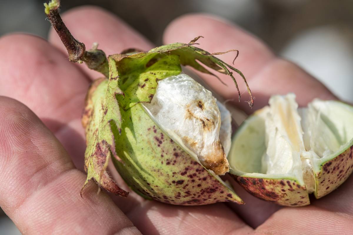 Cotton bud showing signs of stinkbug infestation, Tifton, Georgia.