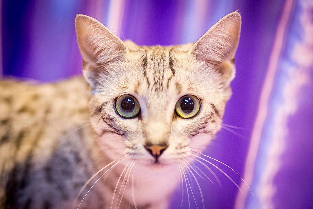 egyptian mau cat close up with purple background