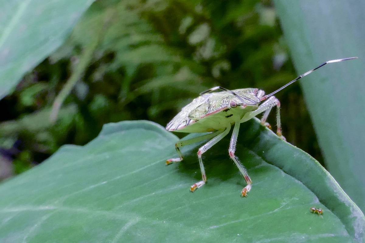 General View Of Nymph Of Brown Stink Bug
