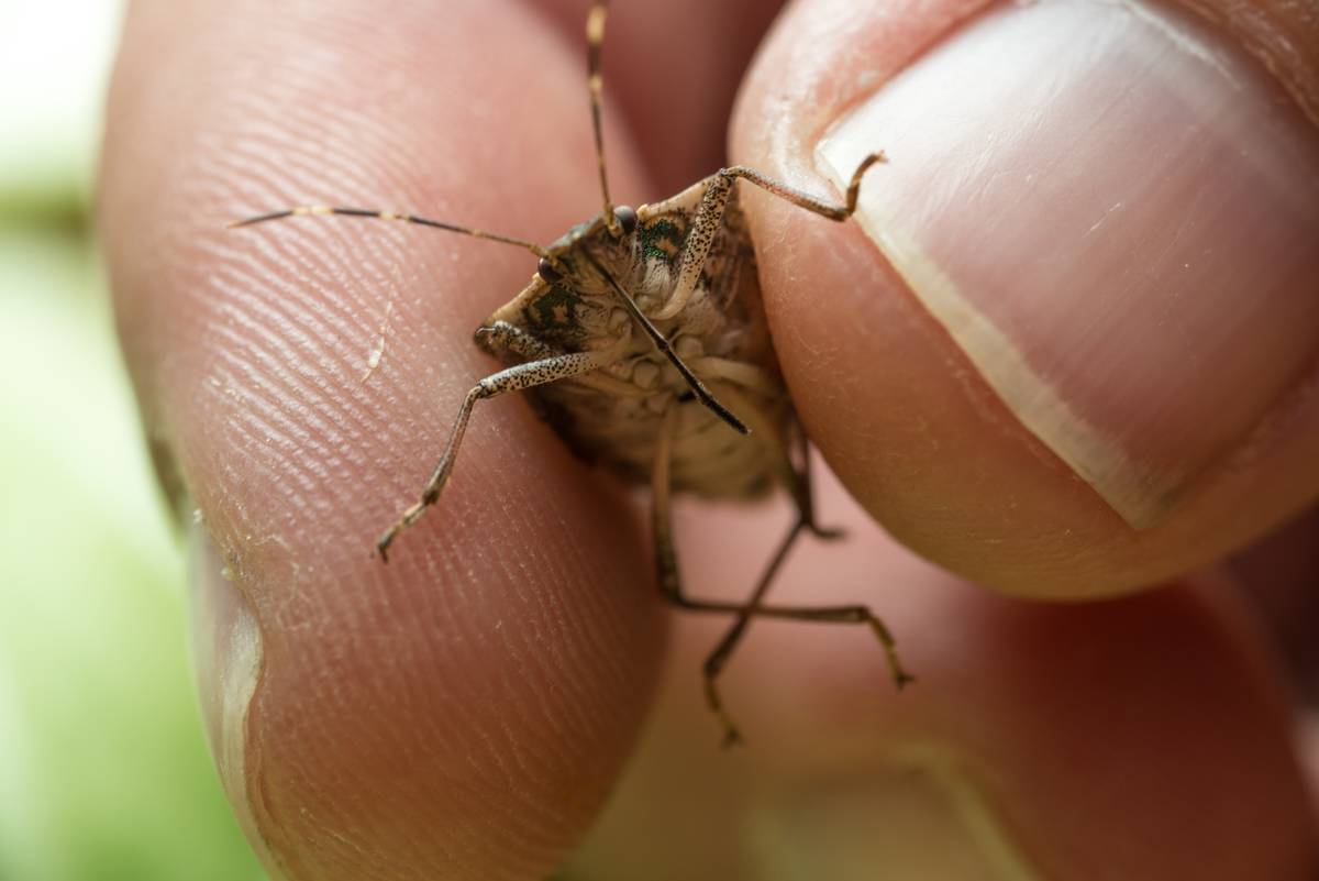 Halyomorpha halys, the brown marmorated stink bug