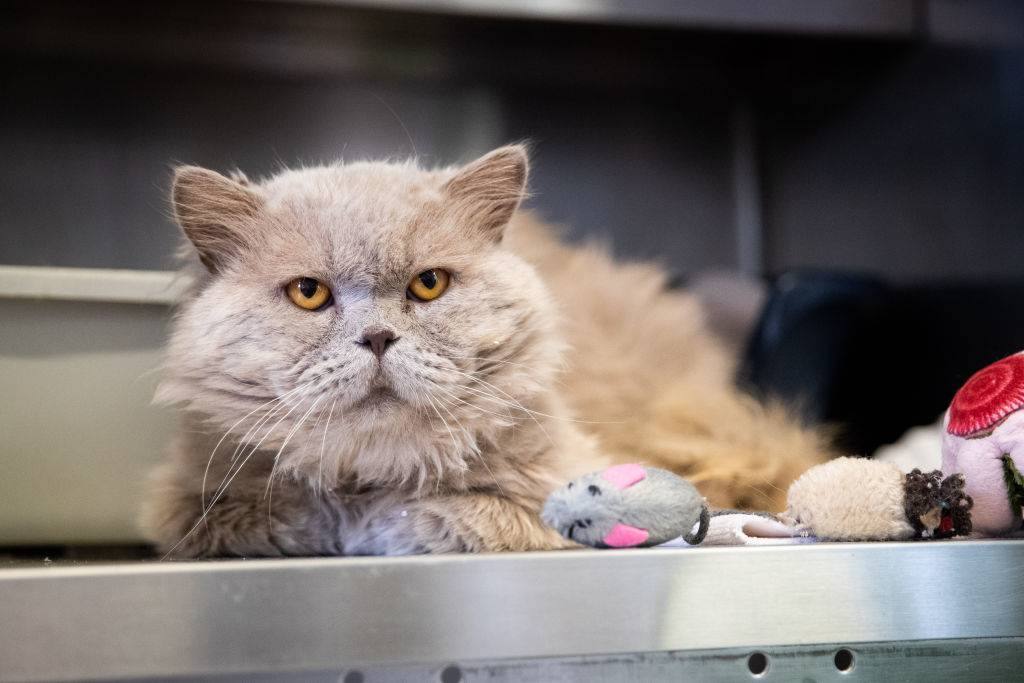 a highlander cat playing with some toys