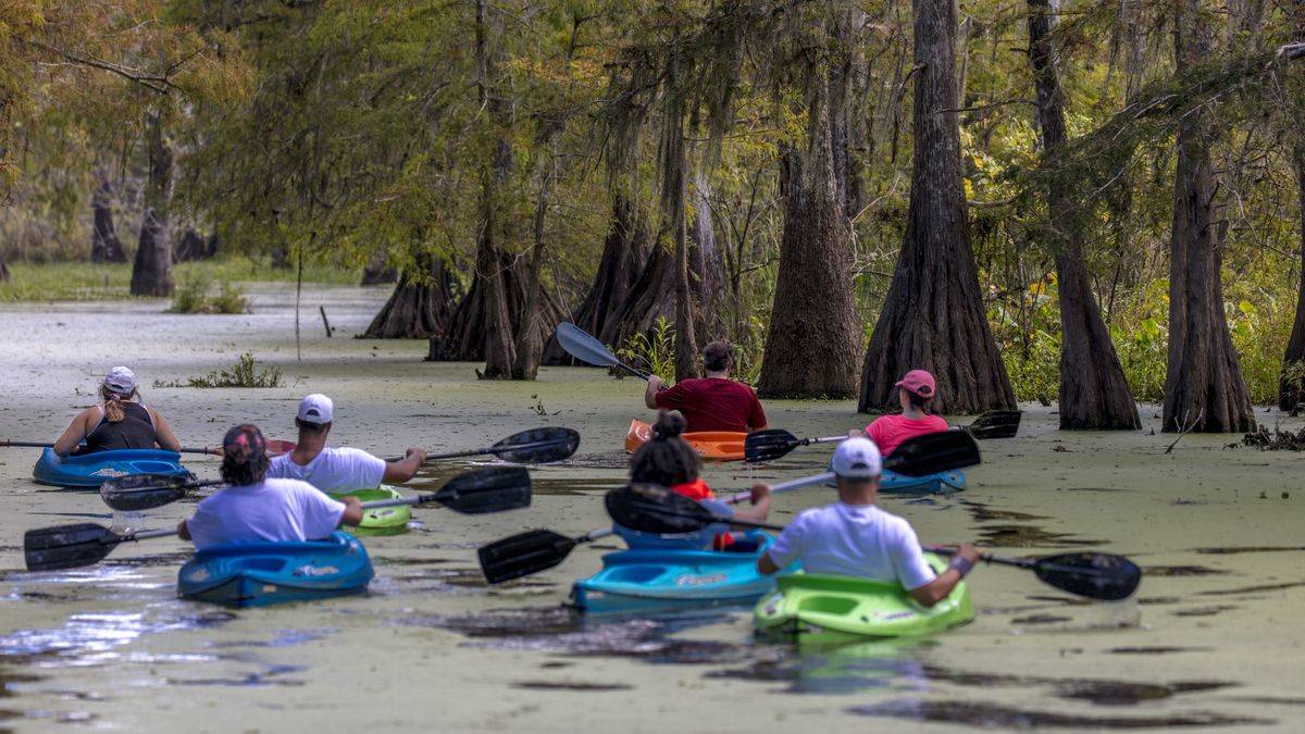Kayaking in Cajun Swamp & Lake Martin, near Breaux Bridge and Lafayette Louisiana