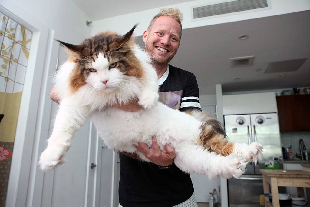 man holding a maine coon cat