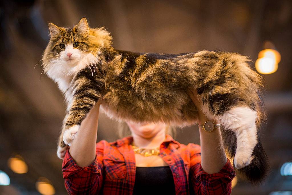 a norwegian forest cat being held lengthwise