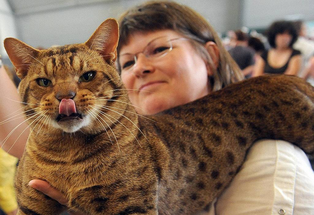 woman holding an ocicat sticking its tongue out
