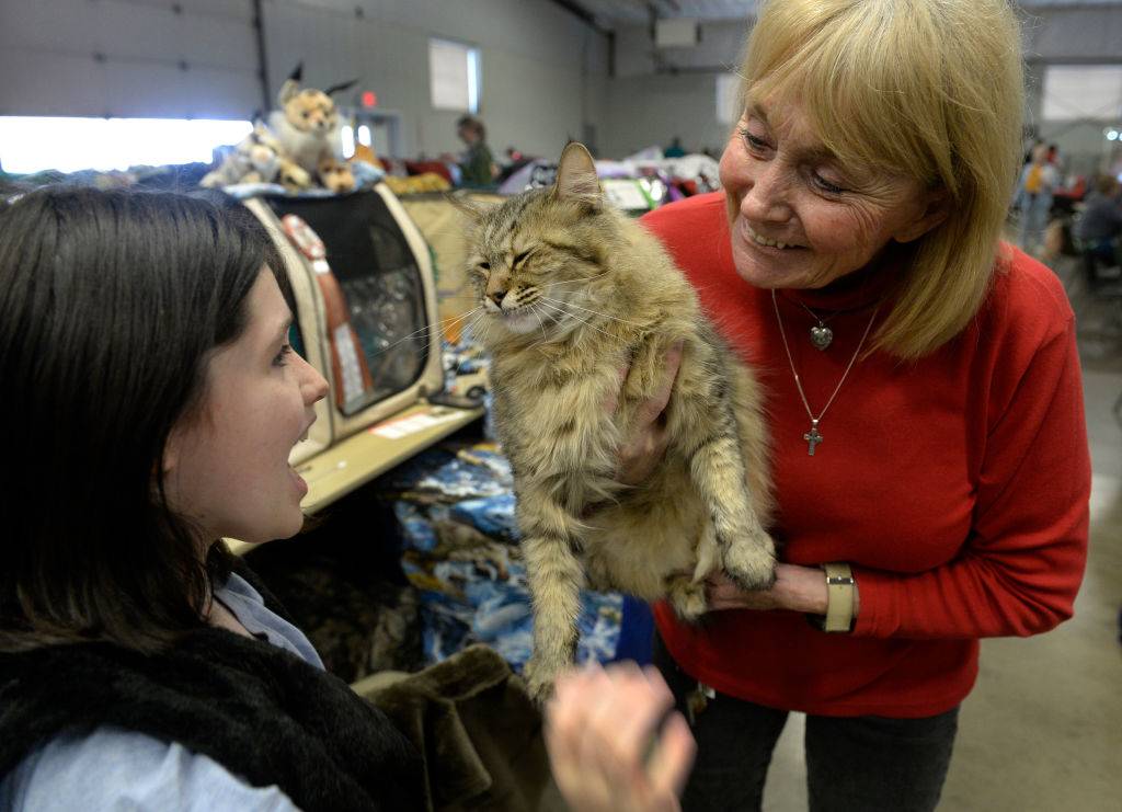 women looking at a pixiebob cat