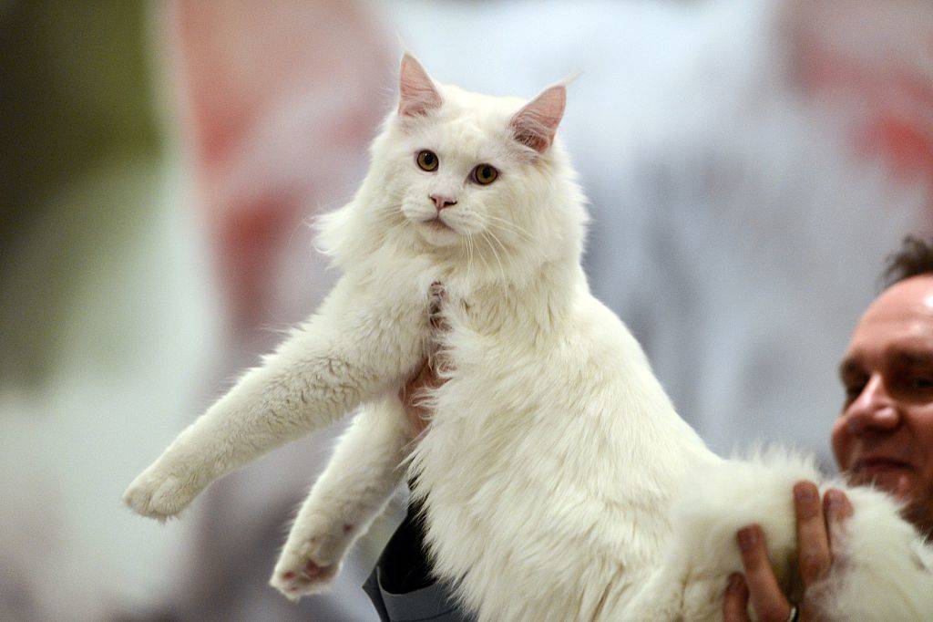 A ragamuffin cat is held by a jury member at the World Cat show