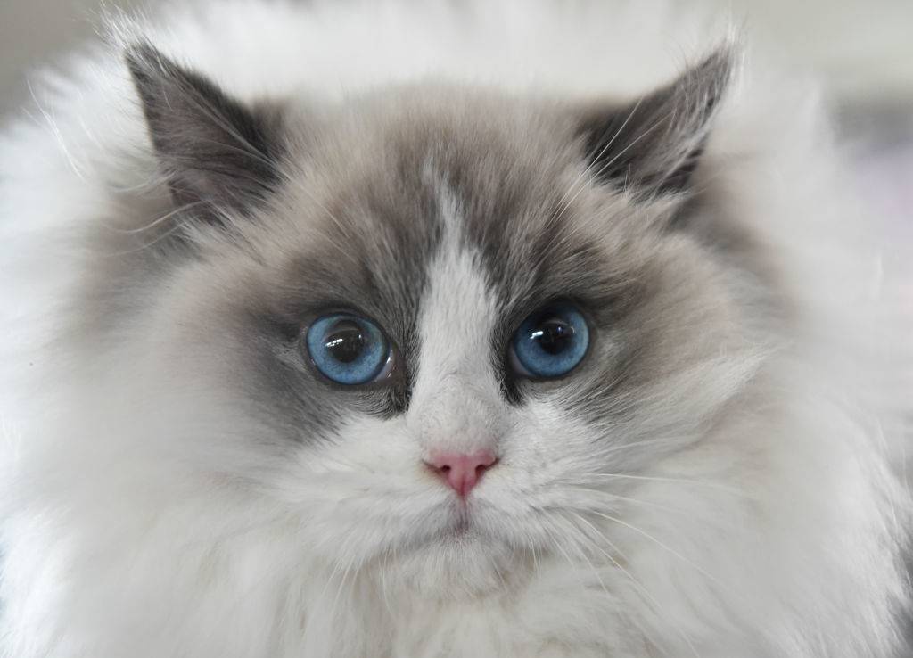 a close up of a ragdoll cat