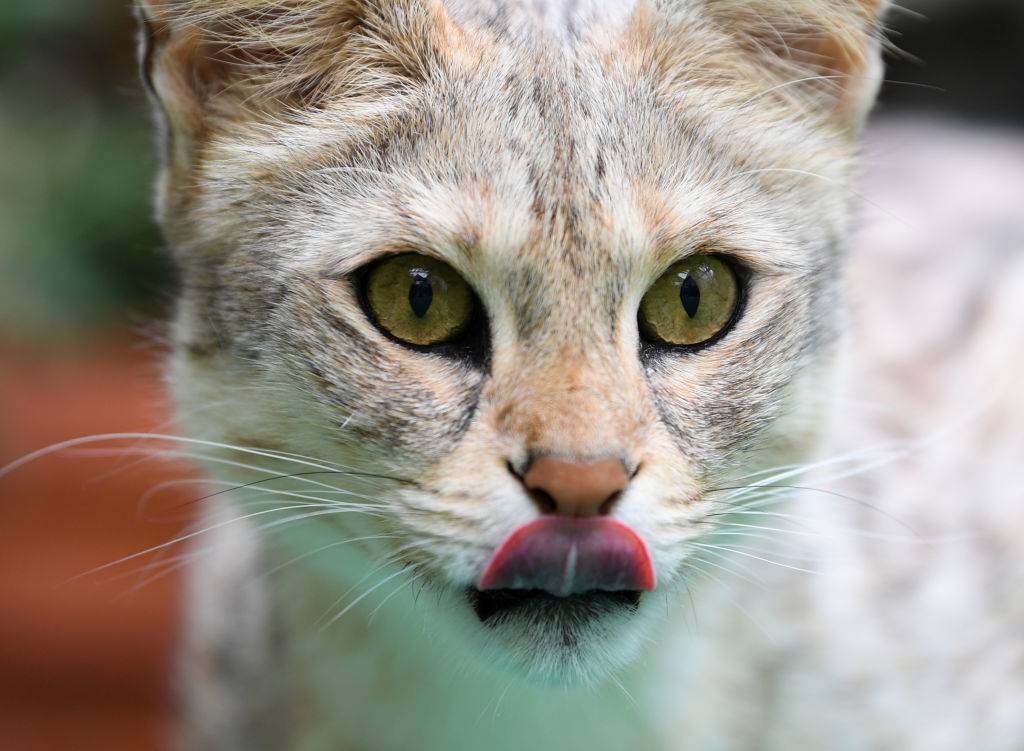 savannah cat sticking its tongue out