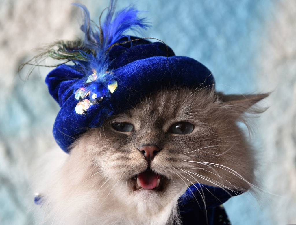 a siberian cat dressed in a velvet blue hat and jacket