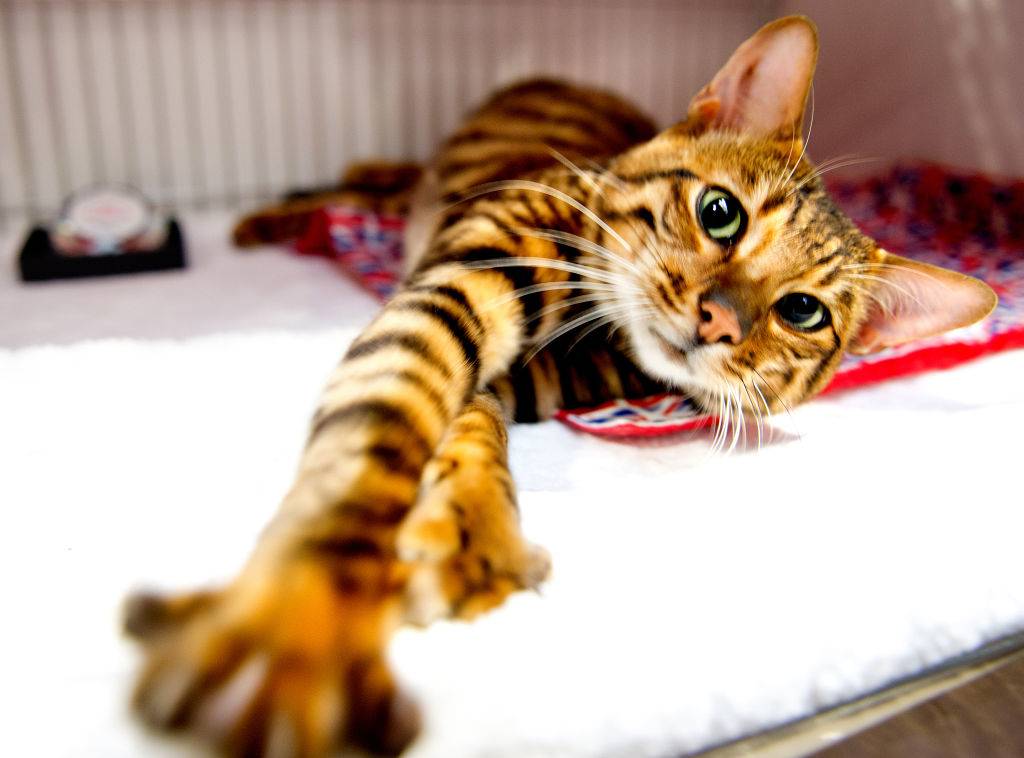 toyger cat reaching out its arms