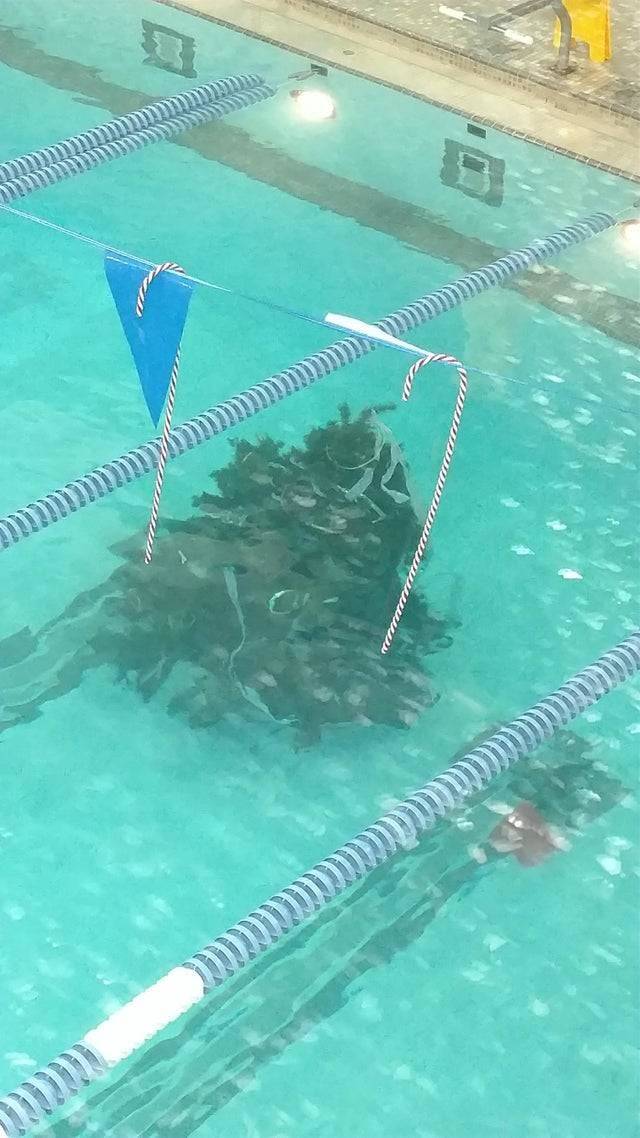 evergreen tree underwater in YMCA pool