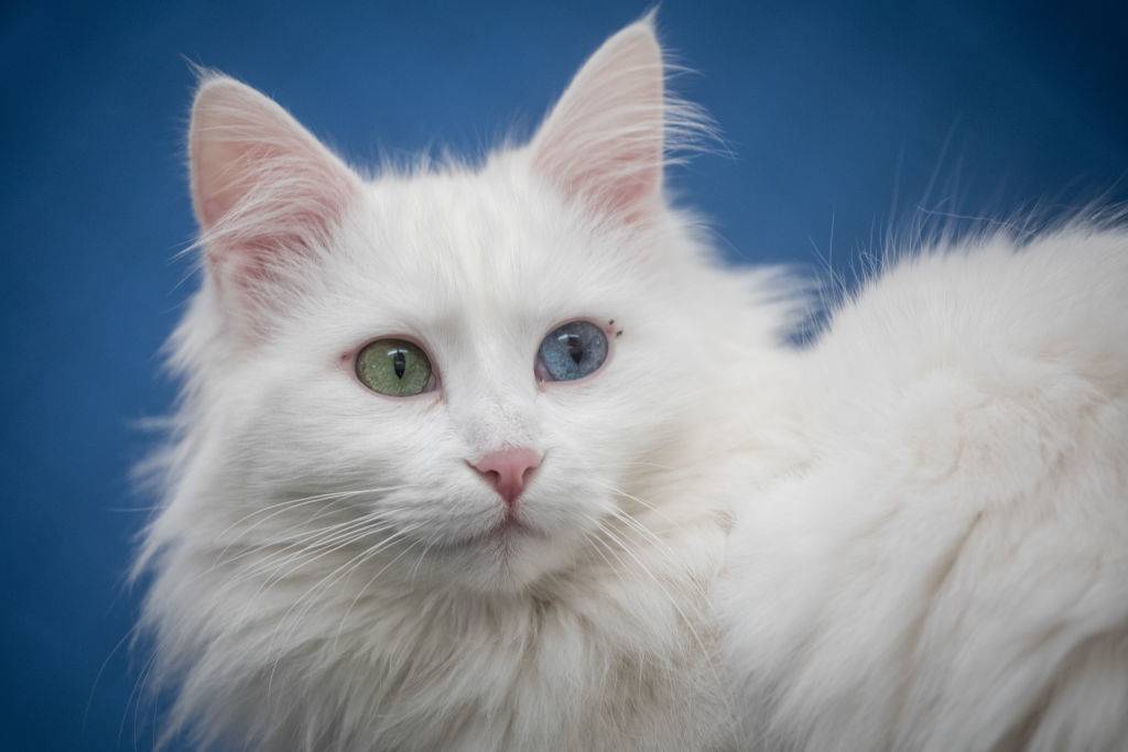 turkish van cat with one green and one blue eye