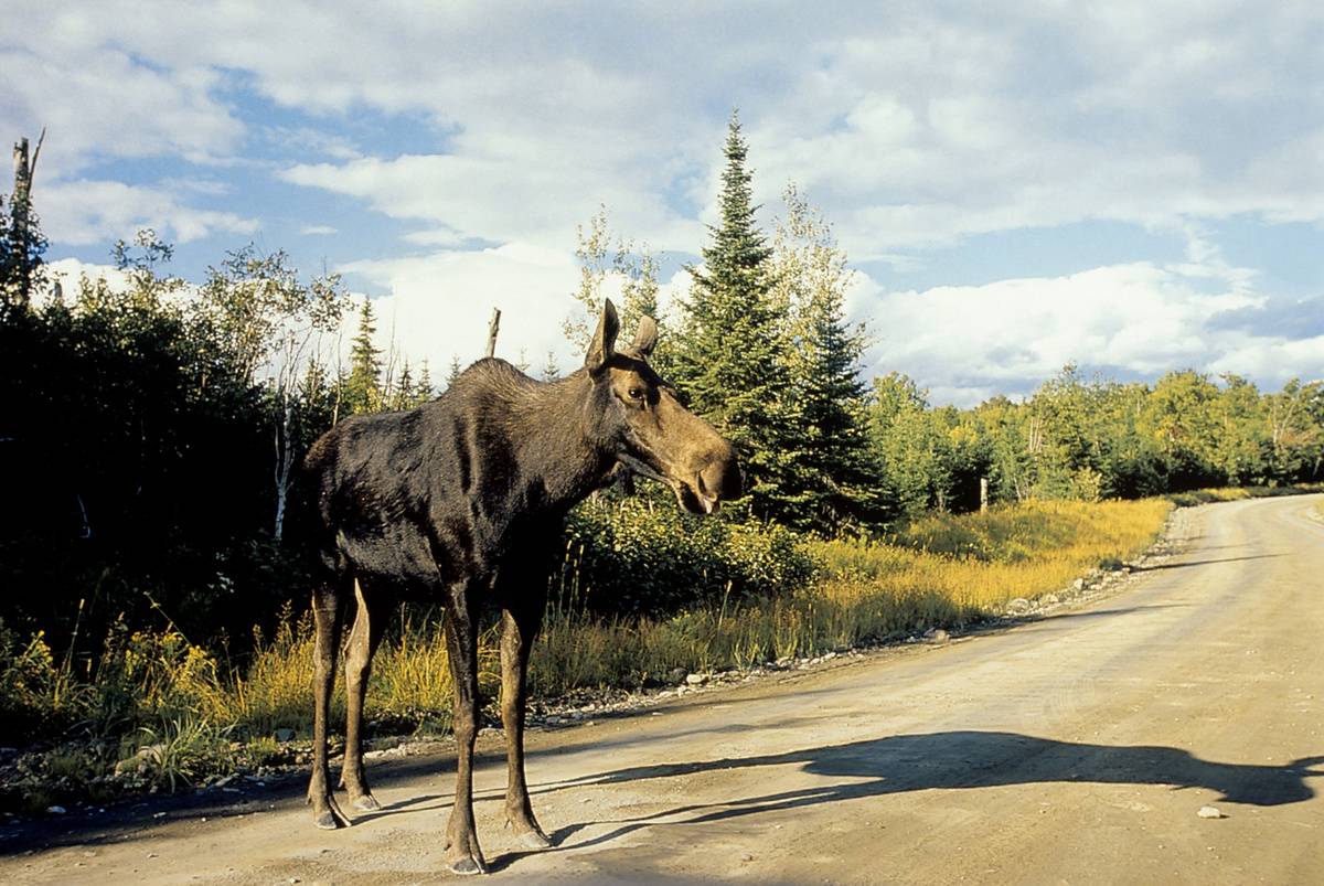 USA, Maine, Near Greenville, Logging Road, Moose Cow...