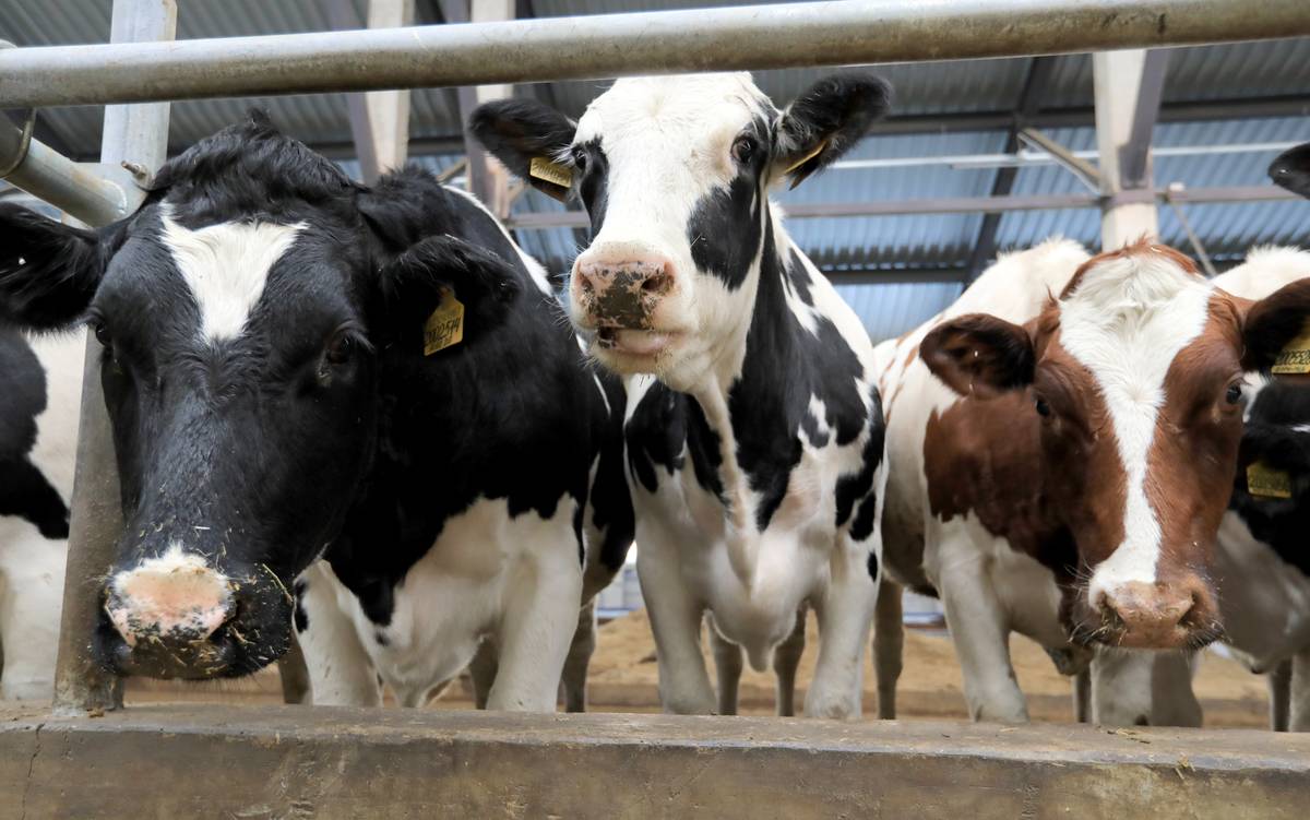 Vakinskoye Agro livestock farming complex in Ryazan Region, Russia