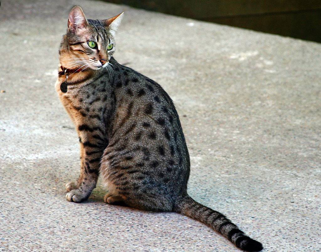 1024px-Egyptian_Mau_Bronze