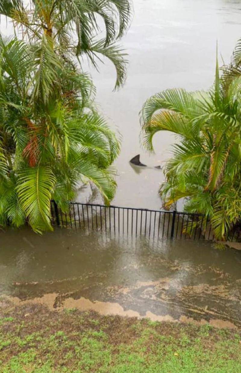 Bull shark in residential area in Australia due to flooding