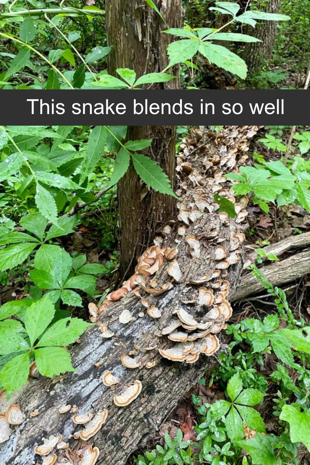 Snake blending in with the log.