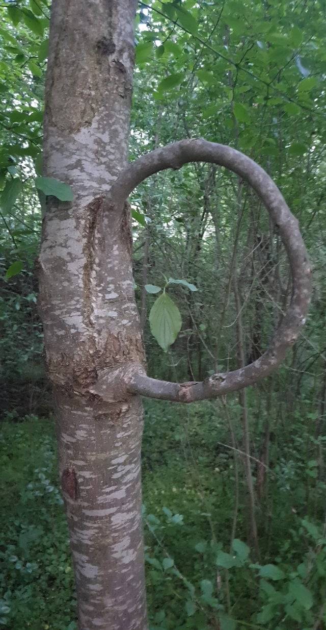 Circular tree branch