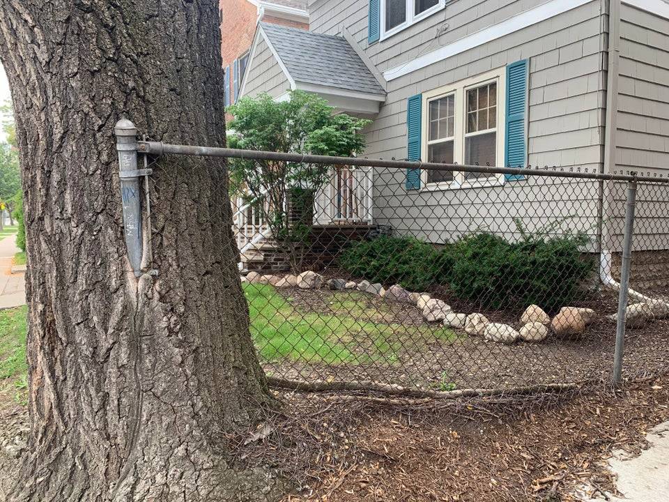 Fence post with a tree growing around it.