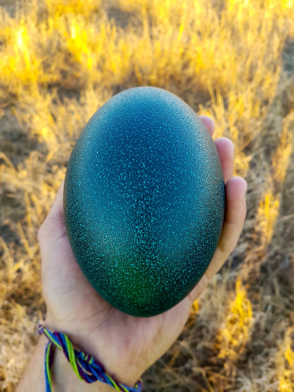 Person holding large emu egg