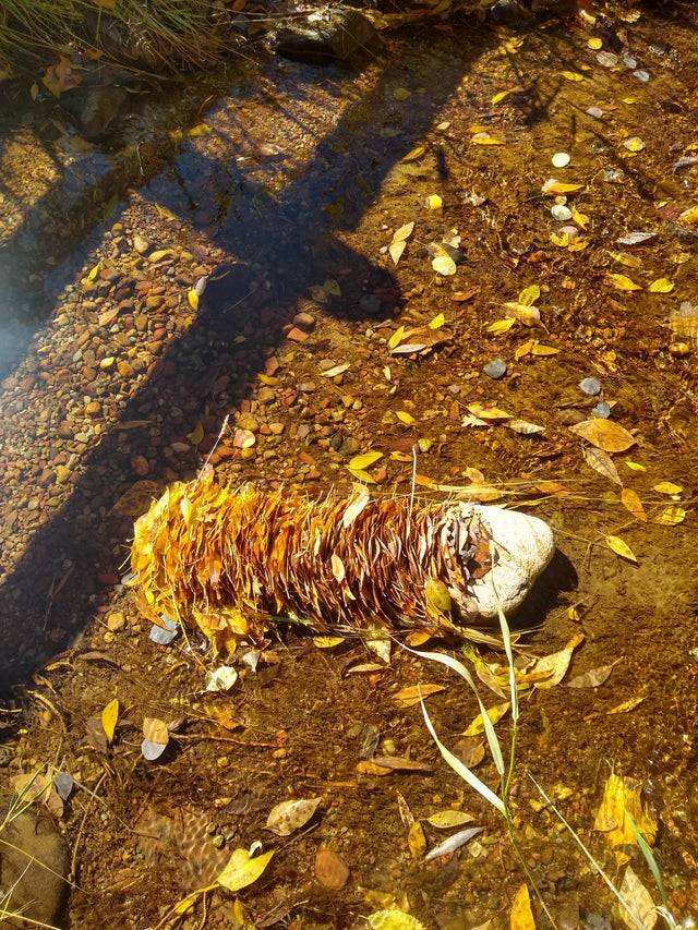 Leaves lined up in the water behind a rock.