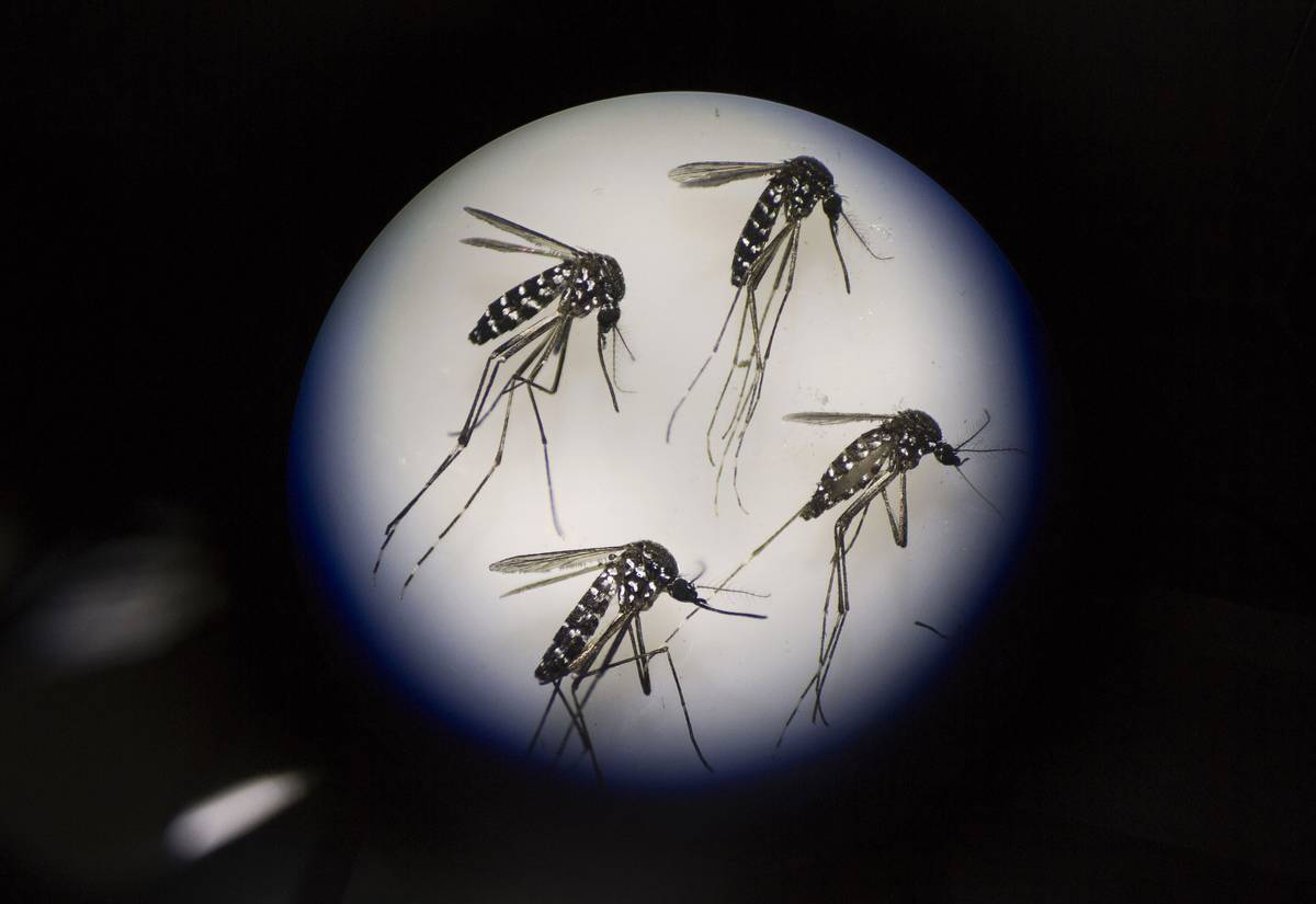 Female mosquitos are viewed underneath a microscope during the zika virus outbreak.