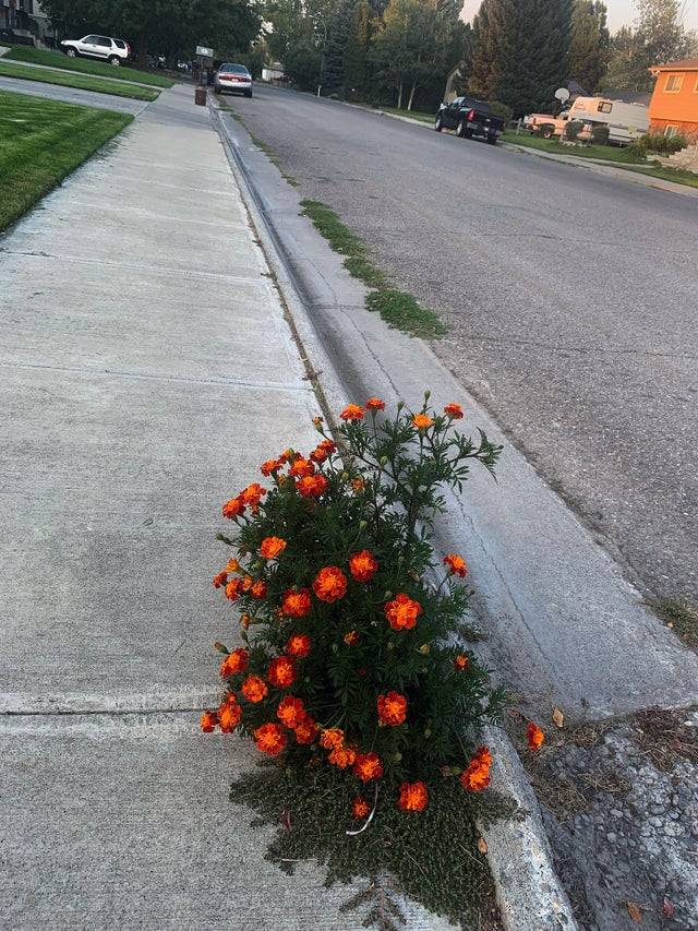 Flowers growing out of the sidewalk.