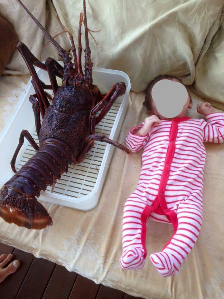 Rock lobster from Australia beside baby; they're roughly the same size