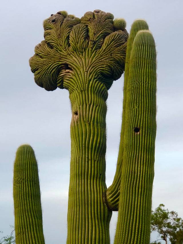 Cactus that looks like it has hair