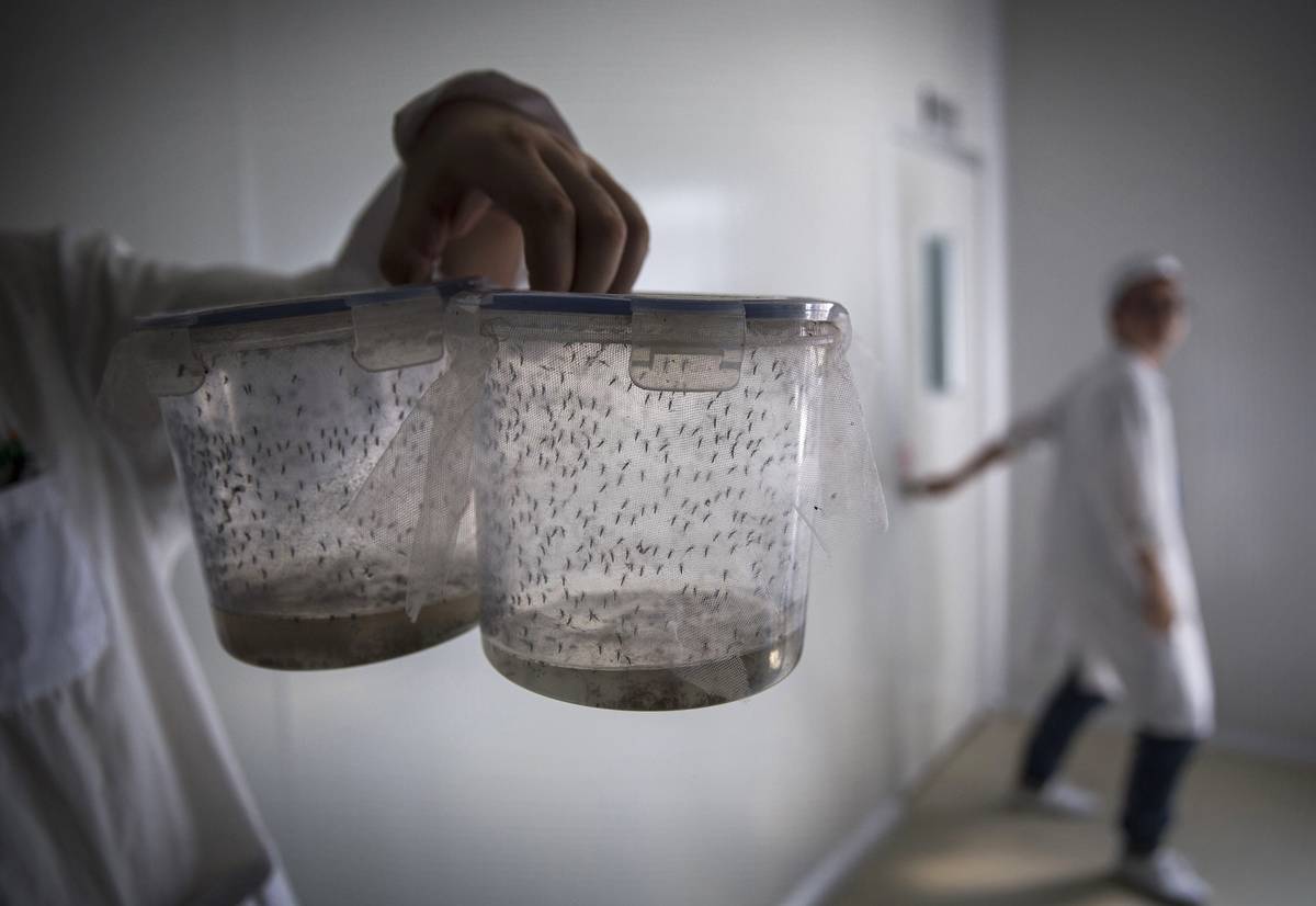 A lab technician in China holds a container of male mosquito specimens during a Zika outbreak.