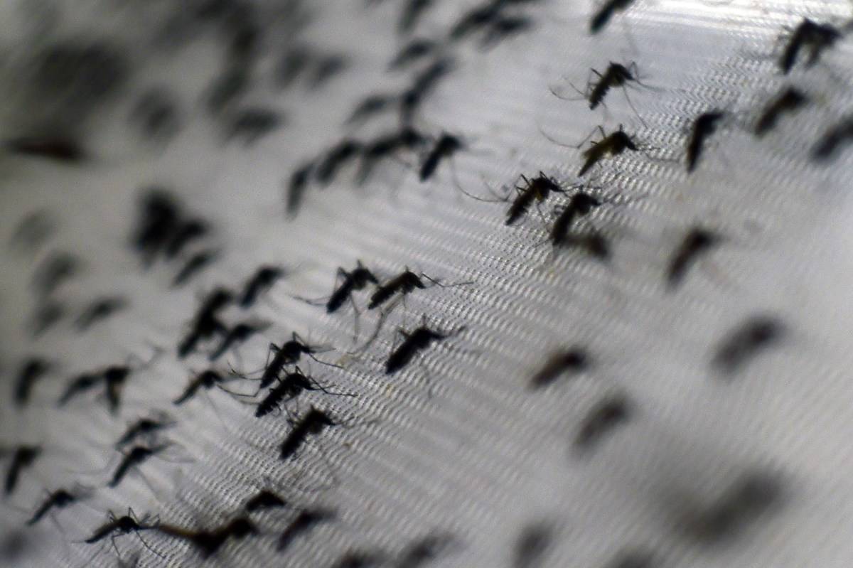 A group of mosquitoes during a viral outbreak. 