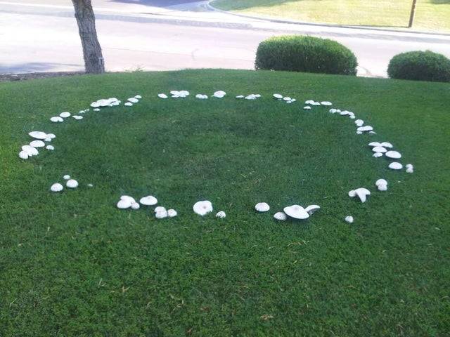 Mushrooms growing in a perfect circle on the grass