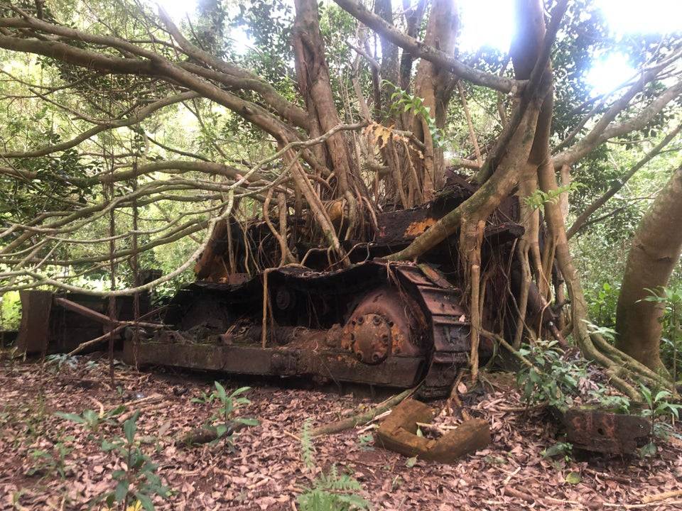 Old bulldozer with a tree growing around it.