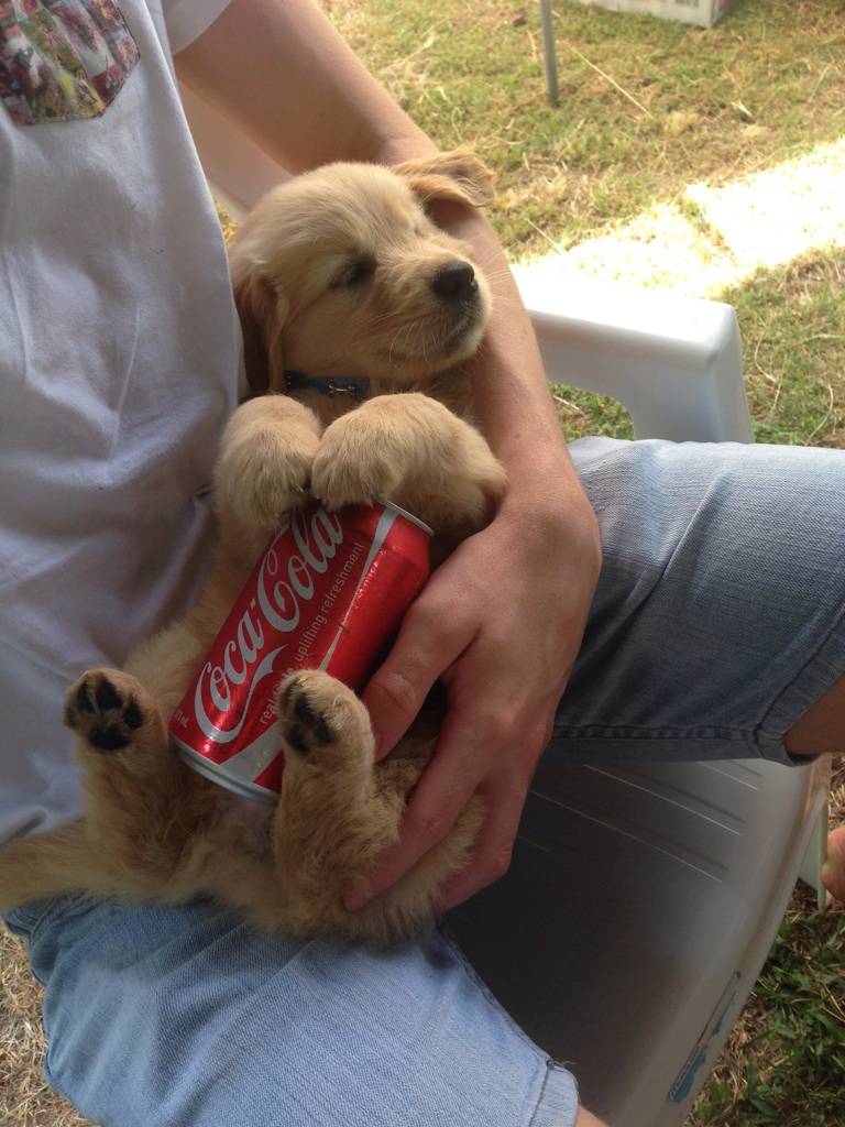 Puppy using cold soda can to cool down belly
